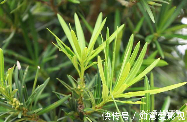 阳台再小,也能养3种树,小盆就能养,个个都是“传家宝”