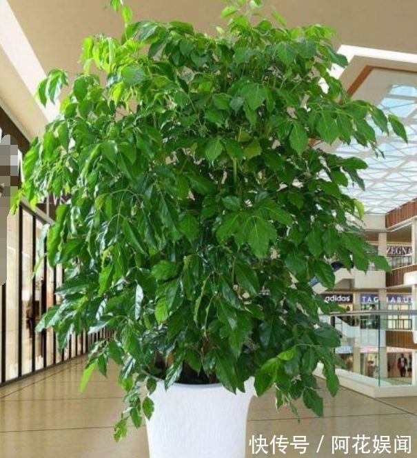 这几款植物养在家里,花期长易打理,开花漂亮花期长,谁养谁喜欢