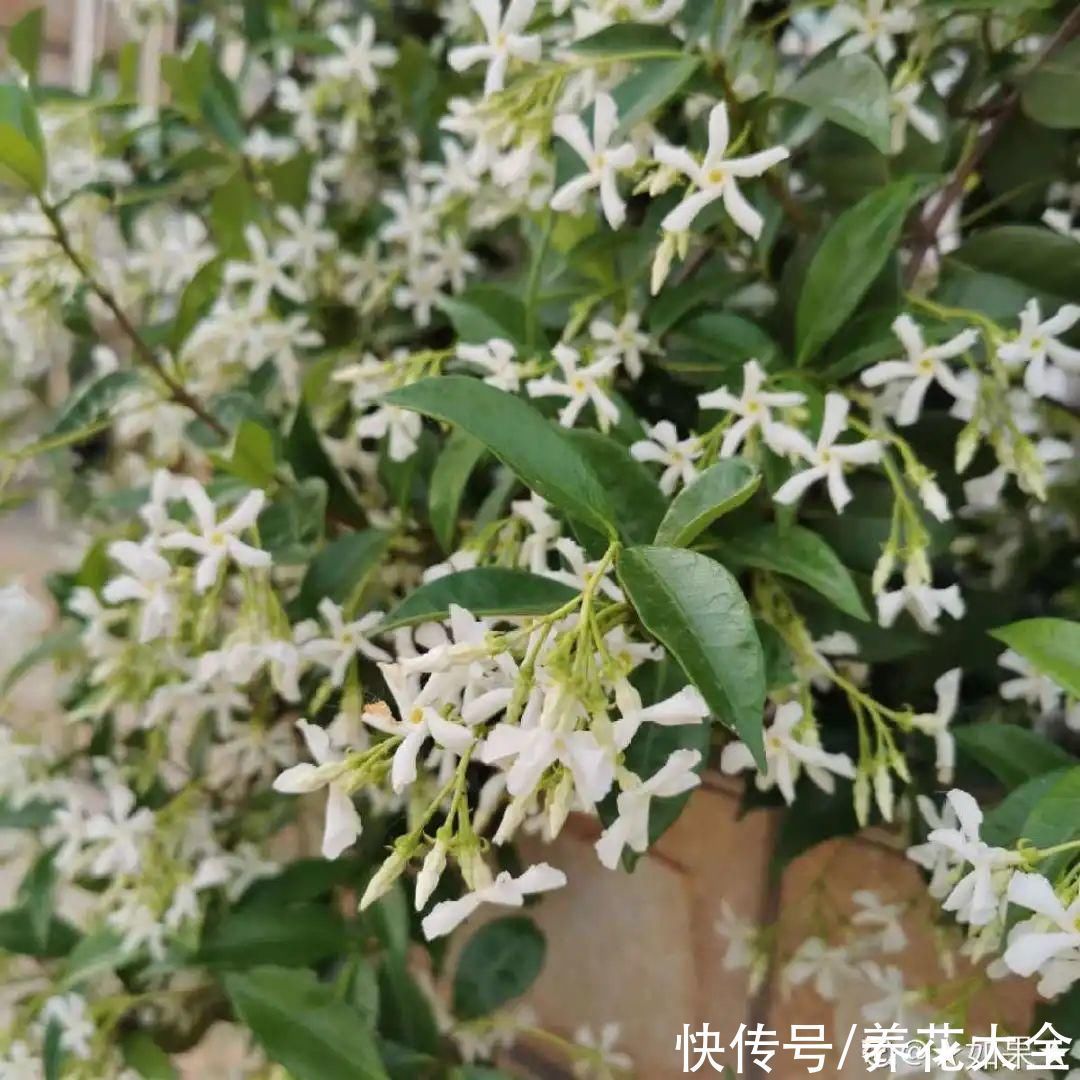 飘香藤|晒不死、热不死的花,越晒花越多,越热长越快