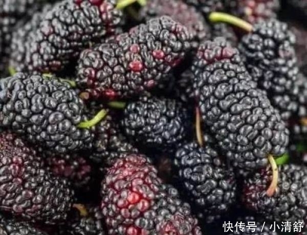 桑葚真的可以泡白酒喝吗?看完涨知识了······