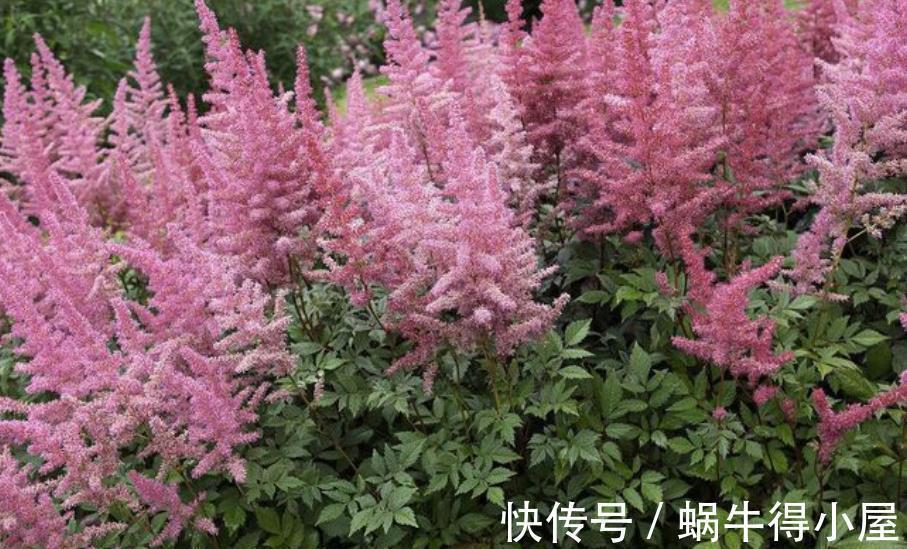 8月逛花市,3种花捡漏正当时,皮实好养,一次性入十盆不嫌多
