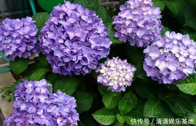 养花|夏天来了,花卉扦插要跟上!这几种花,天气热生根快,还能窜花芽