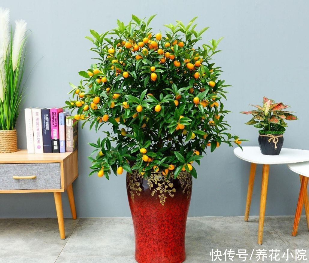 红豆杉|养花不如养树，5种“富贵树”，摆在家里招财又旺宅