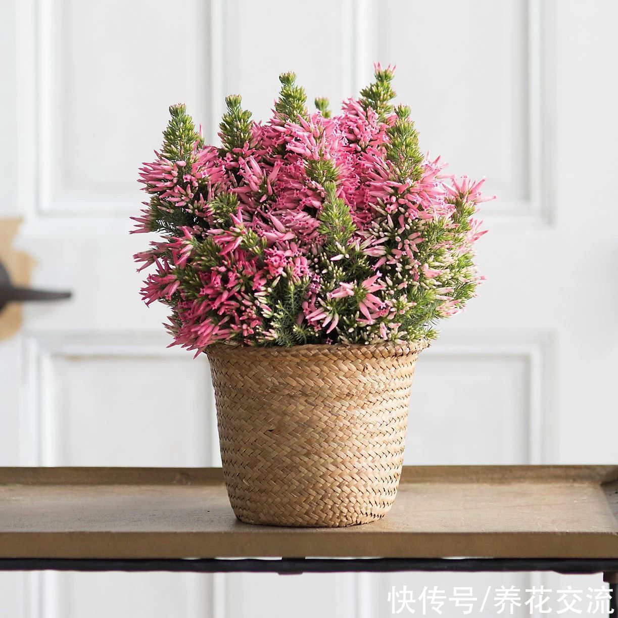 寒冷的冬春时节灿烂开花的8种观赏花卉，可露养在户外，打理简单