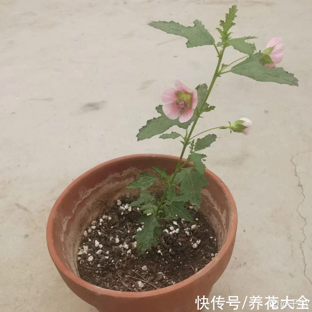 种花|10种花，现在扦插，下个月就开花