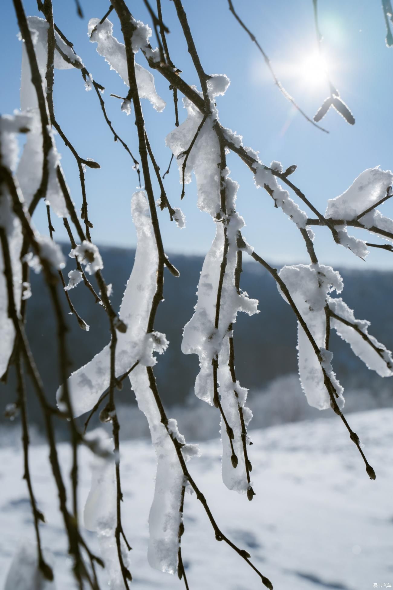 老年|在寂静雪原 遇见雪花真实的形状