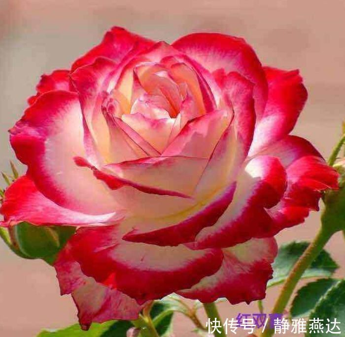 花期|养花就养个花期长的,一次开花100朵,阳台开成花海!