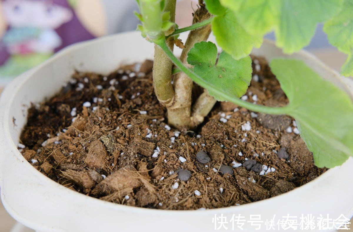养花土里加上这5种颗粒,透气透水效果好,养花再也不烂根