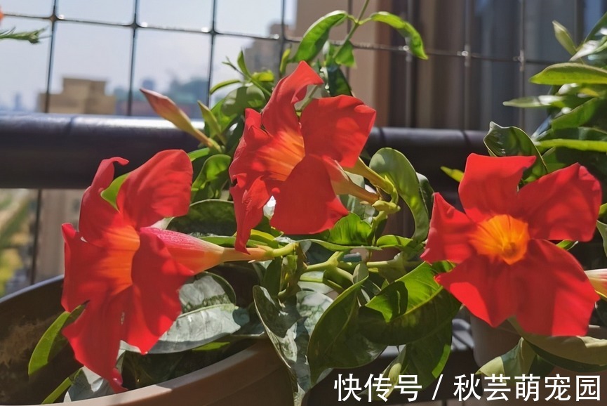 飘香藤爱爬墙、爱开花，家庭盆栽好养漂亮、花期长，人人爱