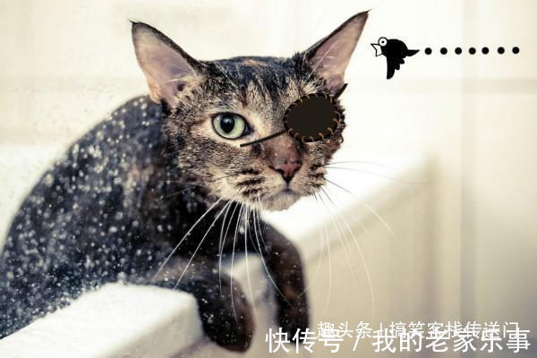 |开心一刻笑话喵星人的搞笑日常,一个个整装待发,谁给你的自信