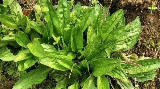 中药价值|此物被称“尿床草”,其中药价值很高,有清热解毒、利尿等功效