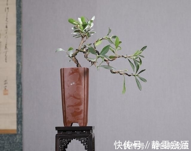 欣赏日本大师盆景作品,精心培育的造型,非常具有艺术气息