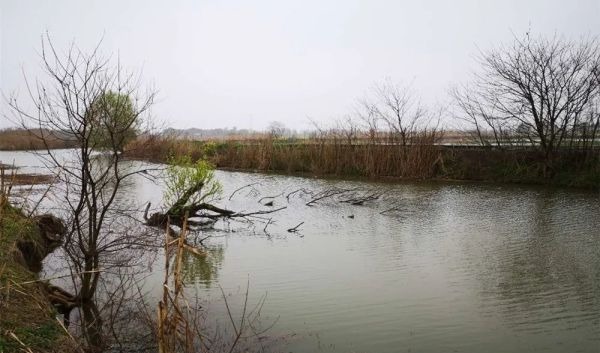 野河钓鱼，找鱼窝的常用方法，找拐弯找水草，不过这种地形才最佳