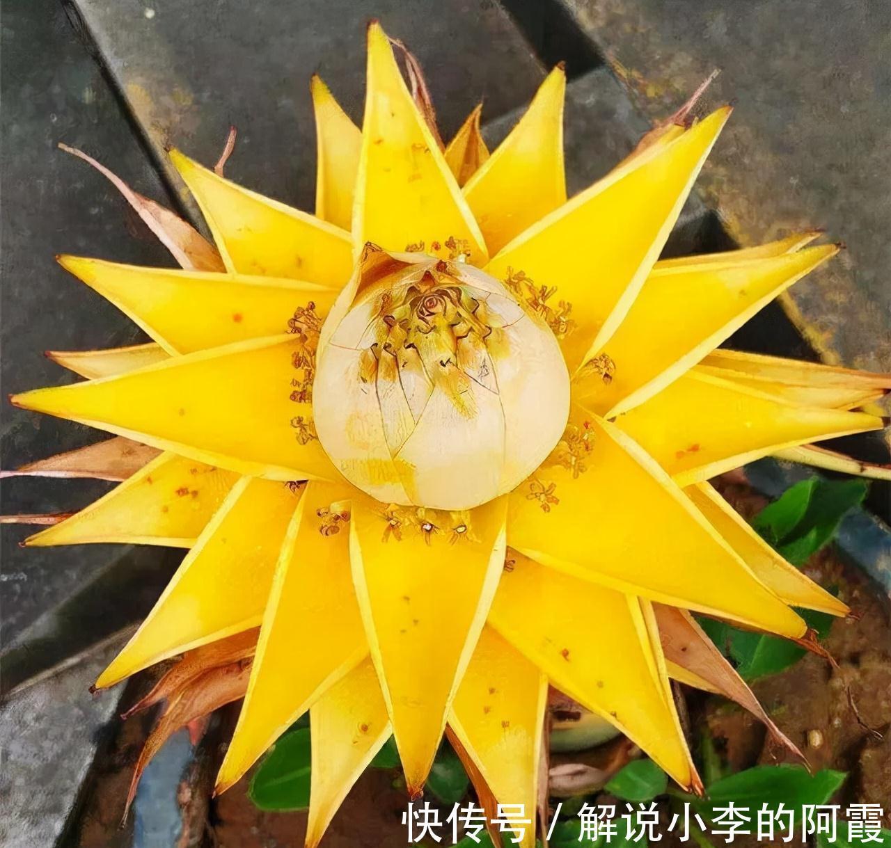 金色“大莲花”好看还好吃,“巨大神秘”的花,你肯定没见过