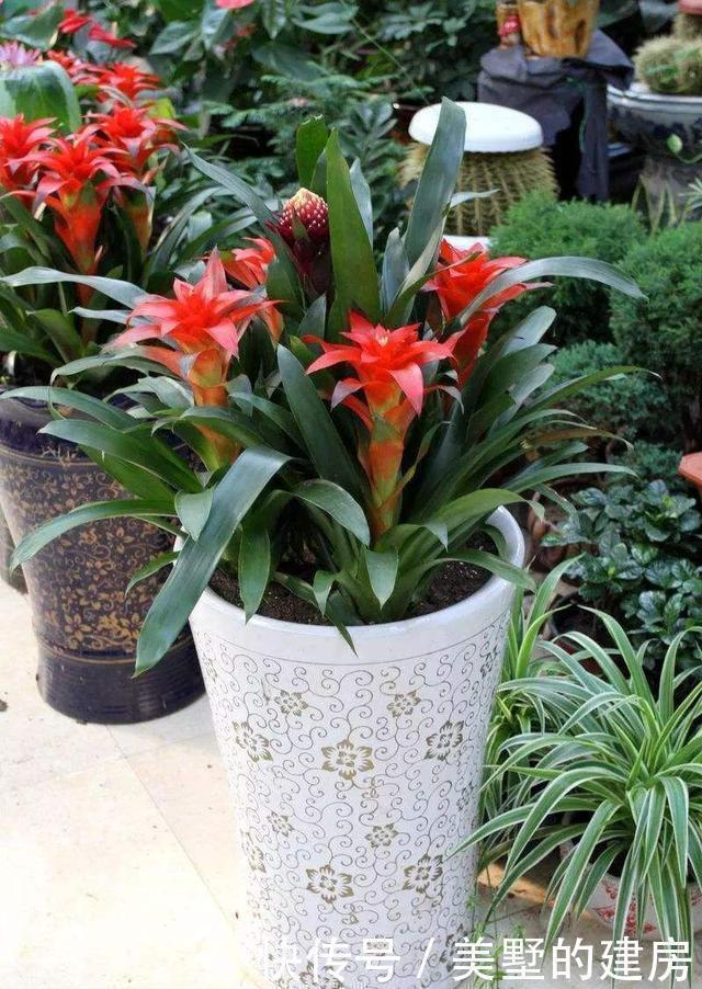 这三种花千万不能晒,一晒就变黄,再也救不过来