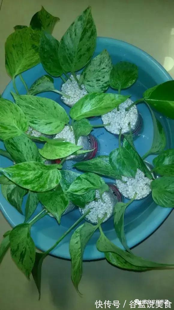 塑料瓶扔了太可惜!用来养绿萝,效率高,成活快,一养一大片!