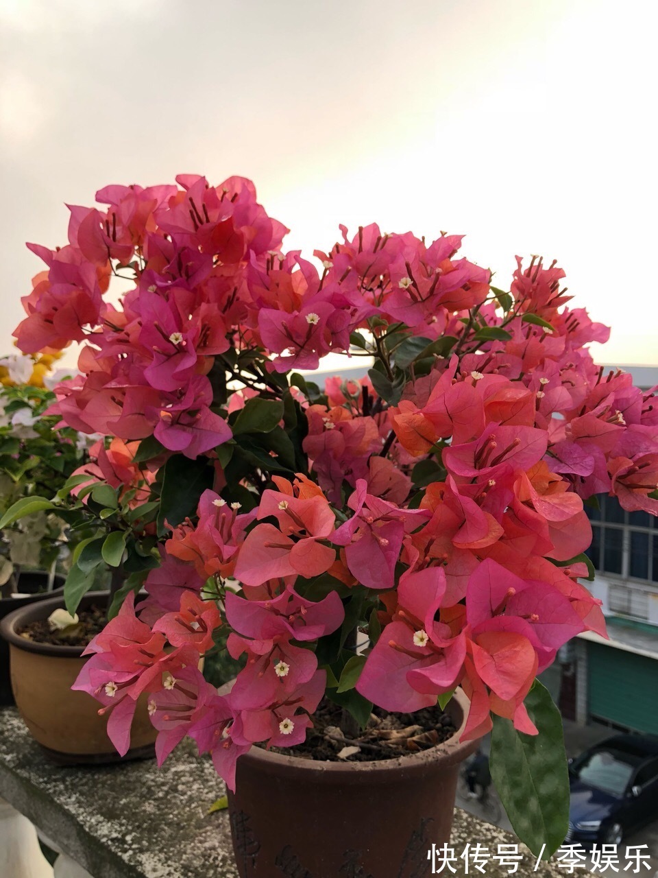 三角梅买回家以后,简单3步操作,30天花朵爆盆,小白都能养好