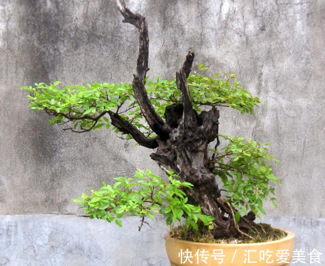 农村常的3种“疙瘩树”,树桩古朴苍劲,适合做成盆景观赏
