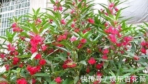 俗称“指甲花”，能染指甲能防蛇，却是“蛇蝎美人”，栽种要小心