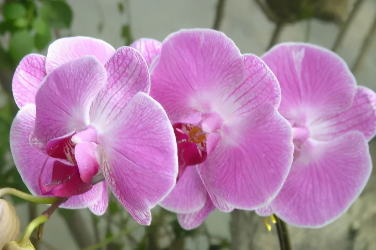 种植蝴蝶兰要记得用透明花盆撒