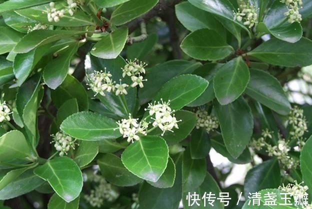 花序|自然界中有些植物的“花序”为什么不尽相同，其中有什么秘密？