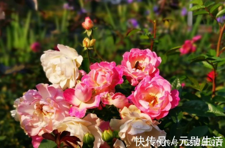 土质|家里有这4种土,别单独拿来养花,隐患大,又生虫又烂根