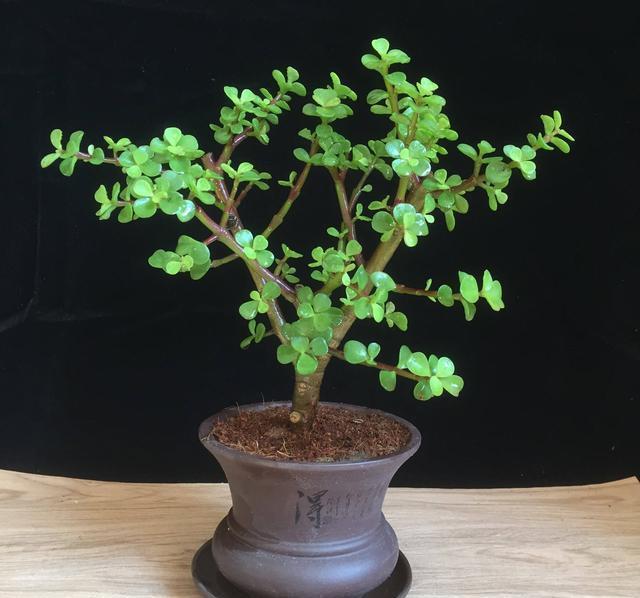 漂亮|6种漂亮花,自带“储水器”,一个月不浇水,旱不死,不妨碍开花