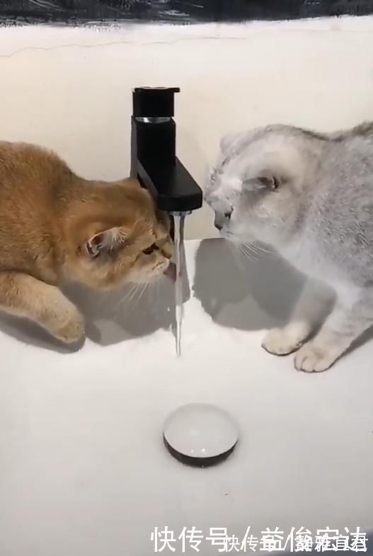 |两只猫水龙头下喝水，竟上演如此搞笑一幕，宠主看了笑到肚痛