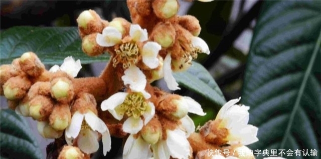 冬花烂熳枇杷花诗词7首 枇杷花开如白雪 花开抵得北风寒 全网搜 冬花烂熳枇杷花诗词7首 枇杷花开如白雪 花开抵得北风寒 全网搜