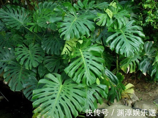 绿萝|7月养花,就选这几款,比绿萝还好养,长得快易爆盆,马上成花海