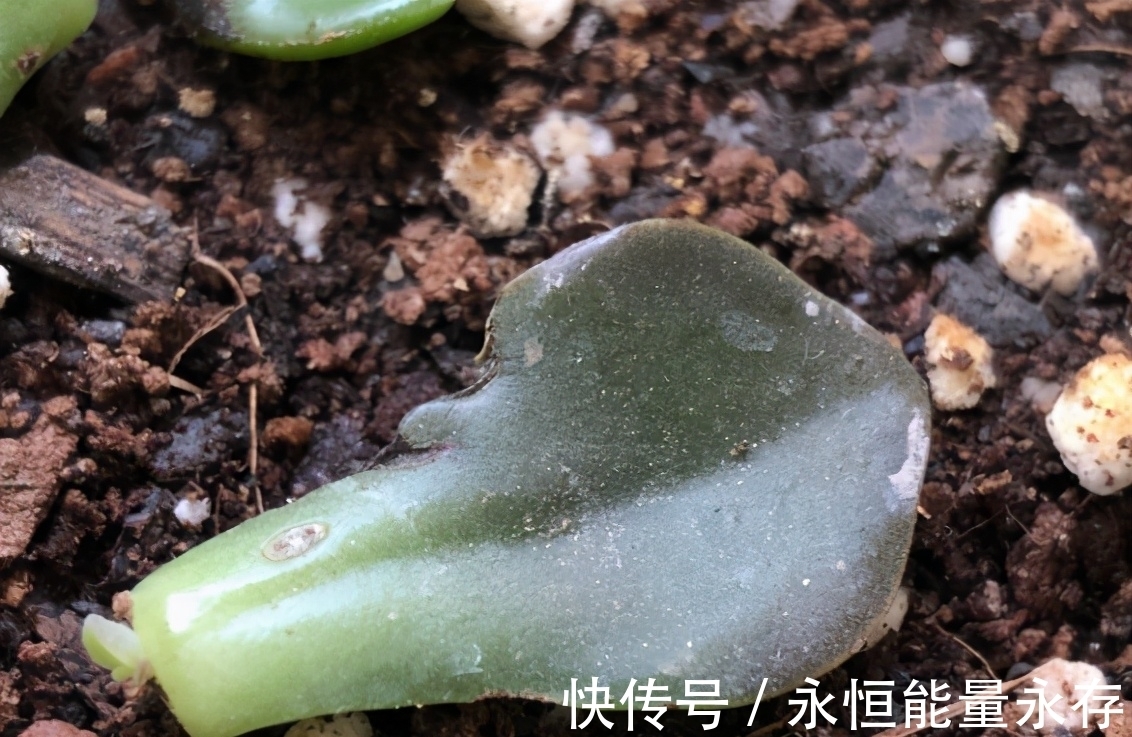 大姐养多肉全靠扦插,从不花冤枉钱,你学会怎么操作了吗?