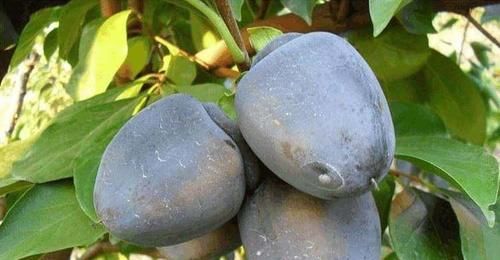 酸性|秋天滋补养颜，不妨吃好的食物，提高免疫力，预防感冒，气色年轻