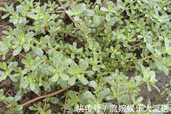 皮膚|女性不想得婦科炎癥，常吃此長壽菜，皮膚水嫩，遠離婦科炎癥