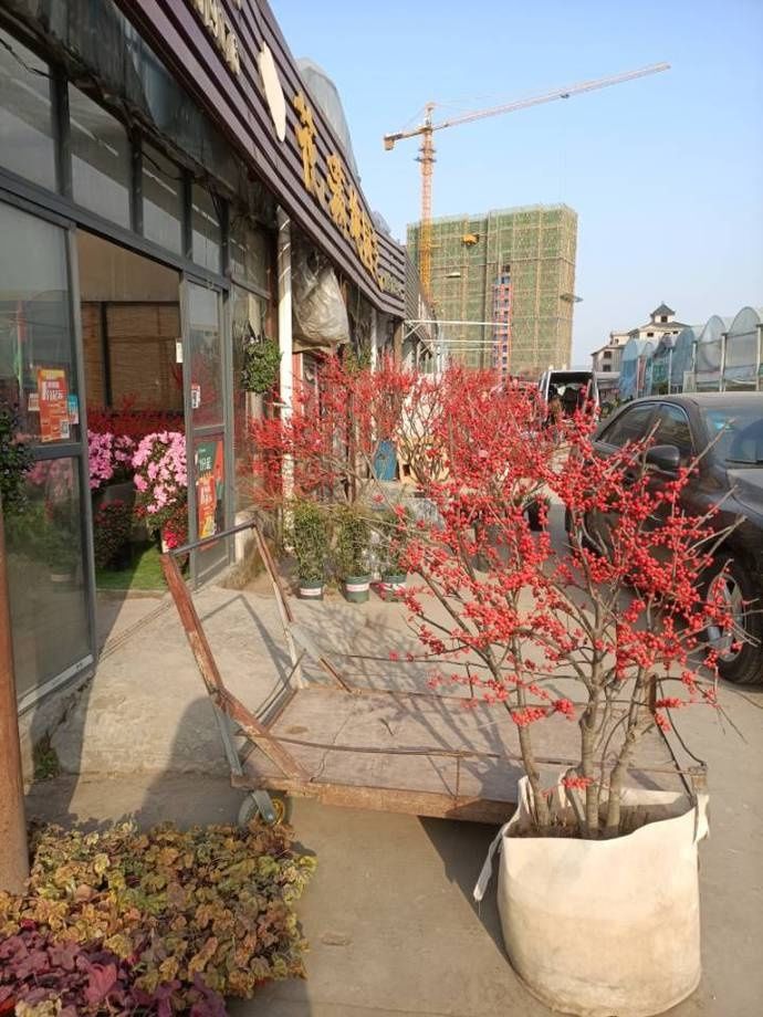 直播杭州新春花市什么最香，哪种年宵花最受宠，小时新闻带你逛