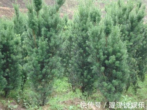 红豆杉|红豆杉可以家养，做好这几点，能开花结果，价值高