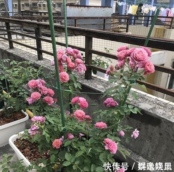 月季里的“开花机器”,能开一整年,花量非常多,阳台盆栽也可以