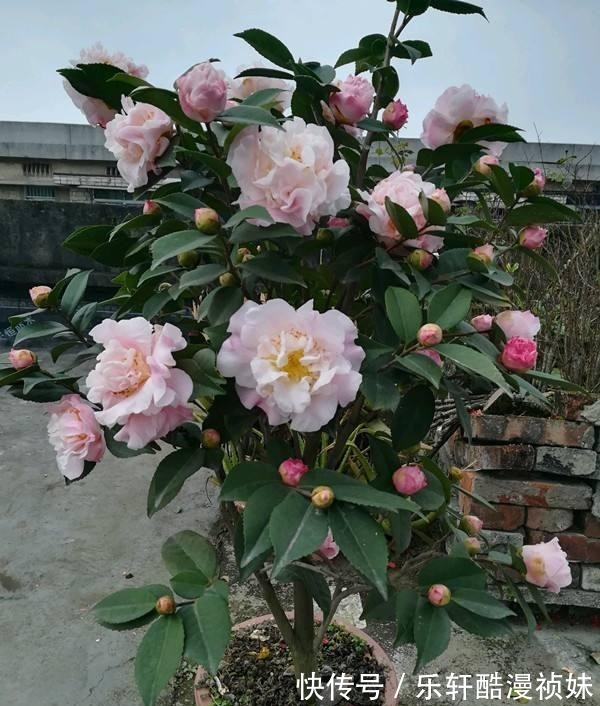 8种“洋气花”，天冷别喷水，不然黄叶、掉花苞，越养越难看