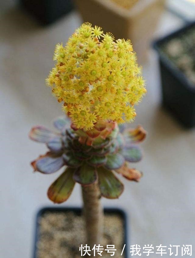 用“生命”开花的3种多肉植物，开完就死，你家有的话要小心！