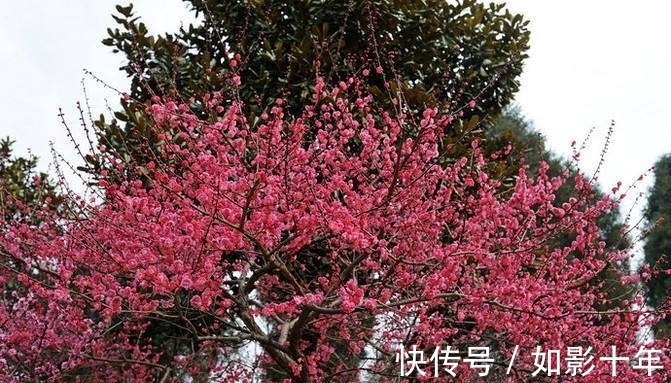 元代#元代诗人一首梅影七律:凌波神女,云鬟佳人,想象丰富,浪漫动心