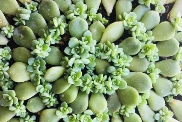 以下几种多肉最容易爆盆，想养死都难，轻松成为多肉大户！