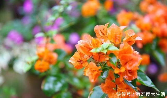 磷酸二氢钾养花最常见的6个误区,难怪花草越长越差还不开花!