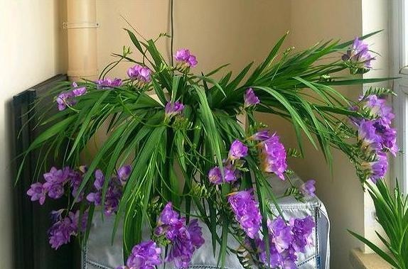 香雪兰|闺蜜到我家,发现一种花,爱上了它,15元买一盆,那叫一个“香”