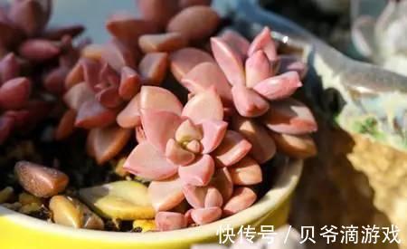 水和光多少是适量,50种常见多肉植物度夏攻略