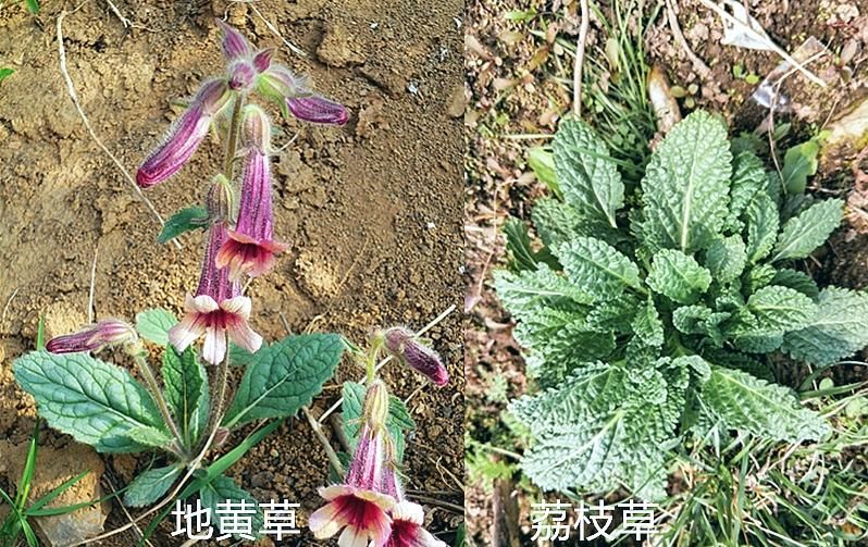 这7对“双胞胎”野菜，很多人傻傻分不清，你认识哪几种？