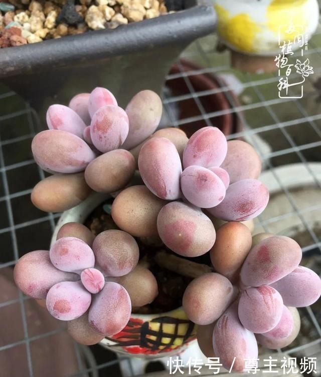 百科|养多肉三年多,初见惊鸿!累并快乐着!养多肉三年多,初见惊鸿!累并快乐着!