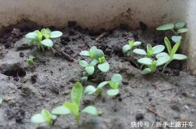 养花就养1盆它,种子撒盆里,1周发芽,开花多,从春开到秋!