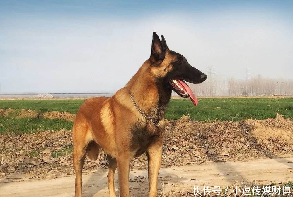 金狗|我们绝对不能浮躁