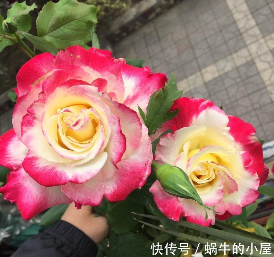 铁线莲|6种“漂亮花”,立秋后快施肥,叶片杠杠厚,花苞挤满盆
