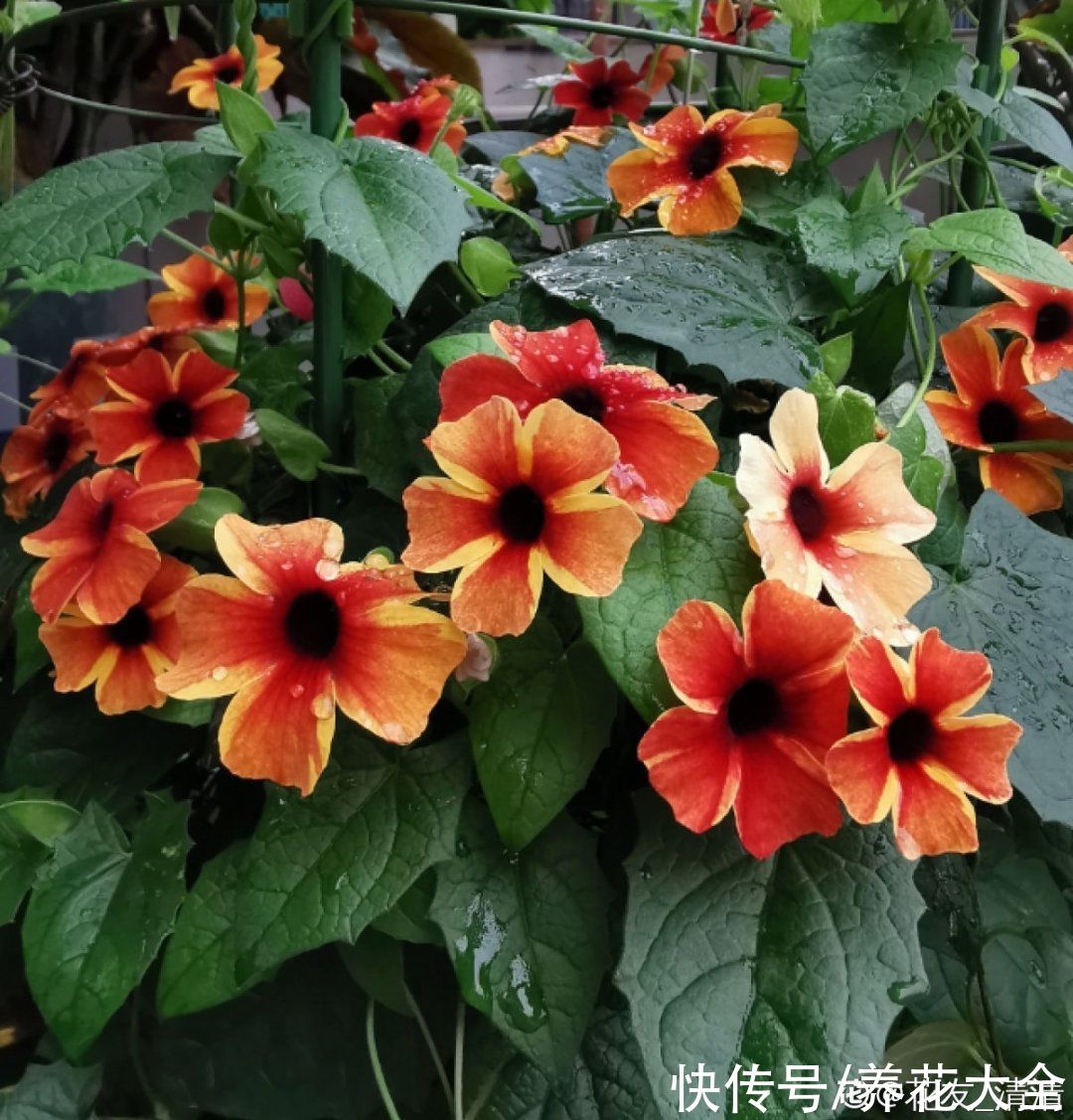 50种花春天播种,长满小院子,能开一整年