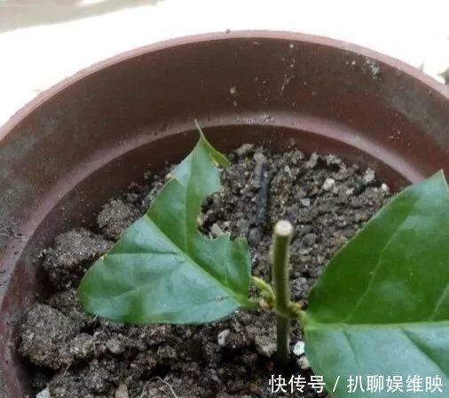 扦插|多肉扦插不用土,胶囊板一套,3天就能冒白根!